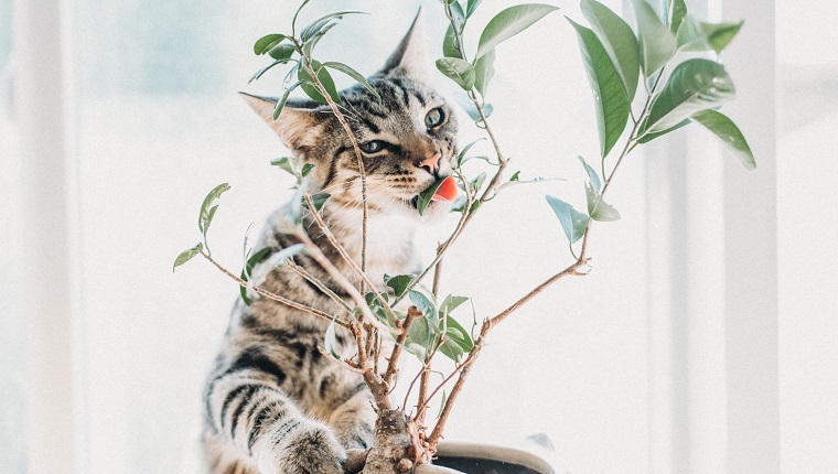 Portrait Of Cat Eating Plant At Home