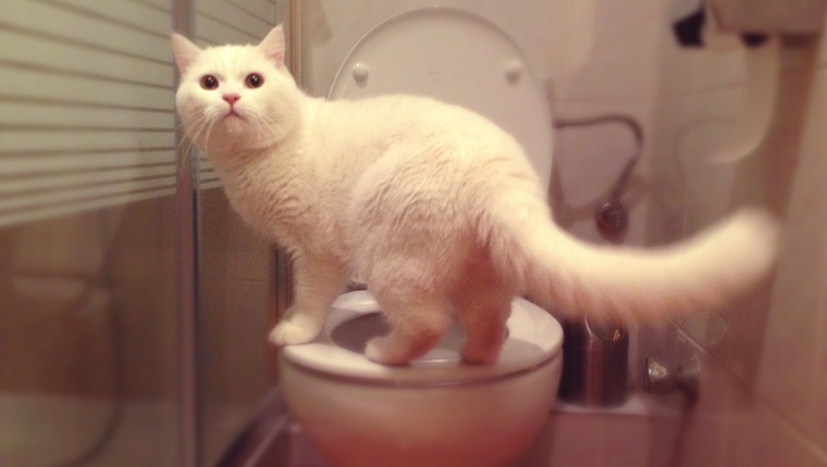 Cat standing in toilet
