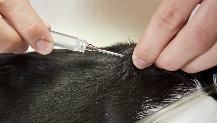 A veterinarian is injecting a microchip between the shoulder blades of a young cat.