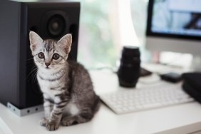 Close up of grey tabby cat sitting on desk next to computer and loudspeaker.