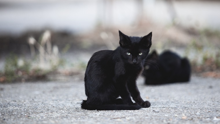 Photograph of a stray black cat puppy