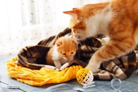 Ginger cat and kitten. Mother cat comes to take kitten to the safe place. Animals, Mom and child, maternity, care.