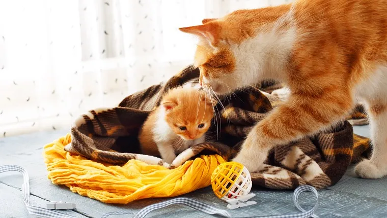 Ginger cat and kitten. Mother cat comes to take kitten to the safe place. Animals, Mom and child, maternity, care.