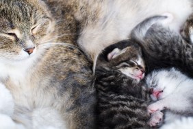 Mother cat feeding her newborn babies. Motherhood.Breasting.