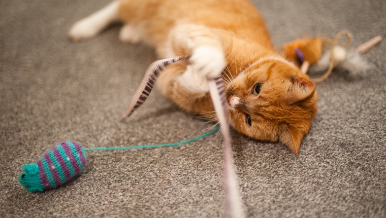 A ginger cat plays with some cat toys