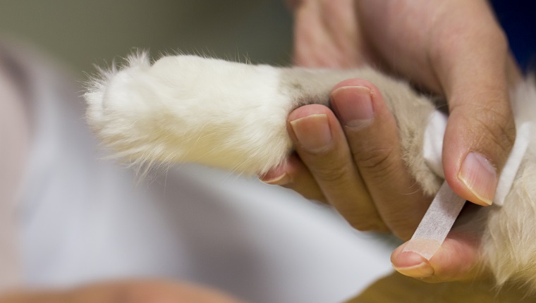 Vet putting a bandage around a cat’s leg.