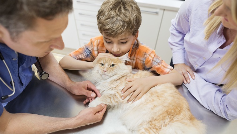 Veterinarian and owners examining cat in vet's surgery