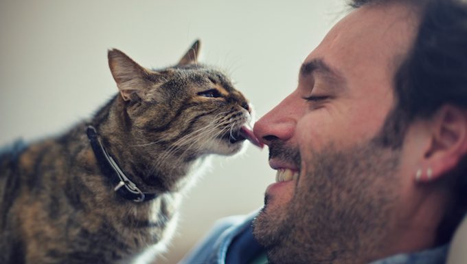 cat licks mans nose