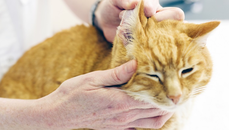 Veterinarian inspecting cats ear