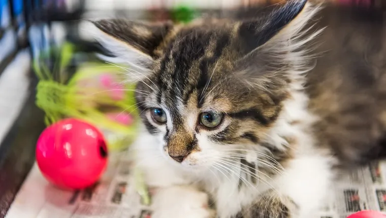 Portrait of one tabby and white kitten playing with pink ball on newspaper waiting for adoption