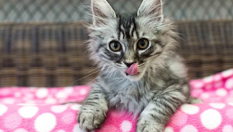 Long haired kitten sticking tongue out while lying down on pink fleece blanket.