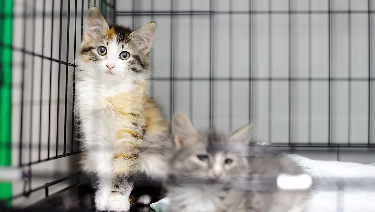 Two kittens in a cage in an animal shelter. Cats in a veterinary clinic