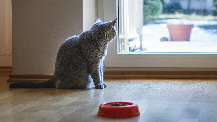 Domestic cat in home interior.