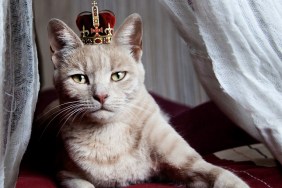 Portrait of white cat with crown on head sitting on bed, Namibia.