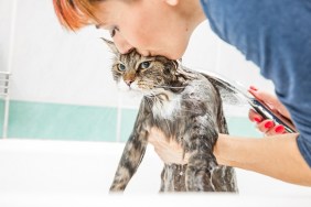 Adult Woman Washing Siberian Cat in Bathtub.