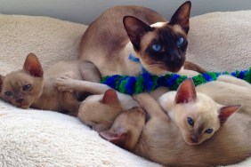 Beautiful blue eyed chocolate point tonkinese cat lying in a cat bed with her four six week old kittens.
