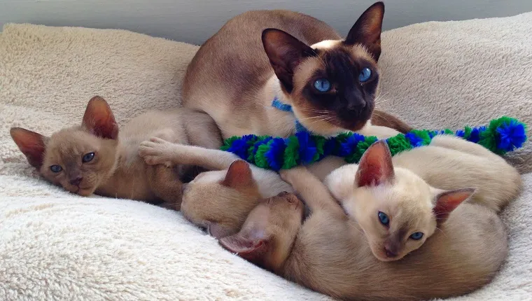 Beautiful blue eyed chocolate point tonkinese cat lying in a cat bed with her four six week old kittens.