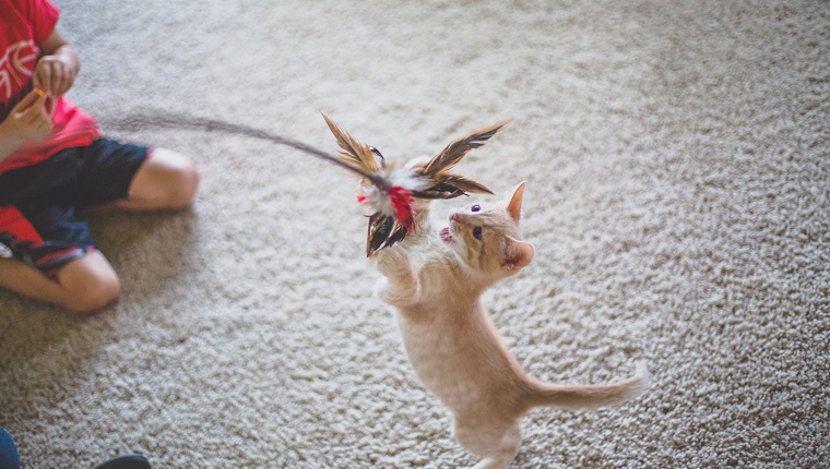 Little boy holds out a stick with feathers on it for a little kitten to play with.
