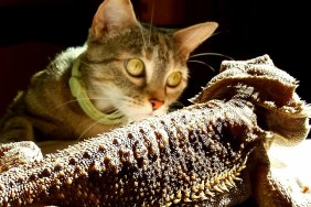 Close-Up Of Cat Looking At Lizard
