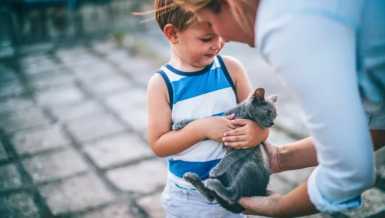 Little boy is meeting his new pet, little grey cat that is in mother's hands