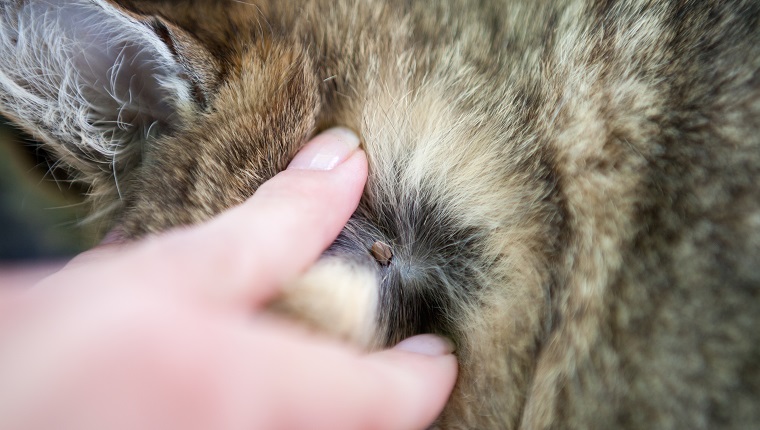 Dangerous parasite chigoe in cats hair
