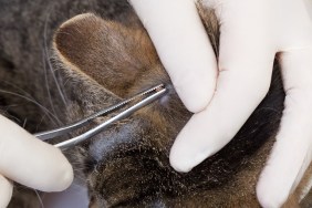 doctor removing a tick at the head of a cat with a tweezers