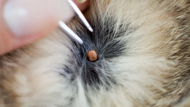 Pulling out tick from pets hair with tweezers
