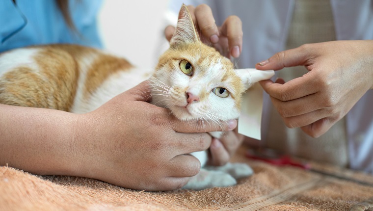 Midsection Of Vets Examining Injured Cat At Hospital
