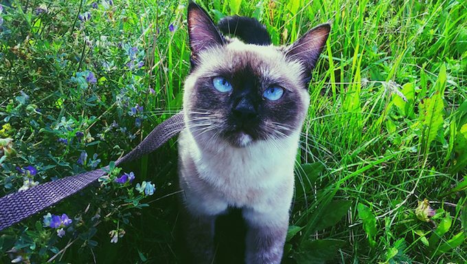cat on leash in field of flowers and grass