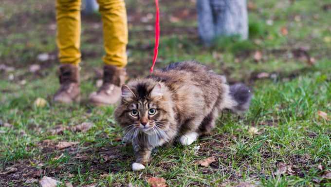 cat on leash in front of humans