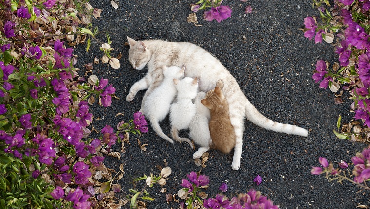 Nursing kittens surrounded by pink flowers, viewing from top, lying on the ground.