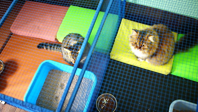 Two brown domestic cats resting in cages at cat shelter. This is actually cat sitter mansion where these cats stay while their owner are on vacation. Cats have all the privileges as that do at home. Top view.