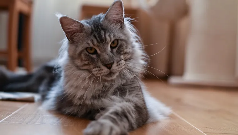 Maine coon cat (tabby cat)