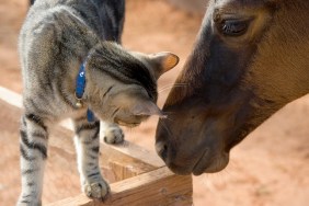 A foal and kitten touch noses.