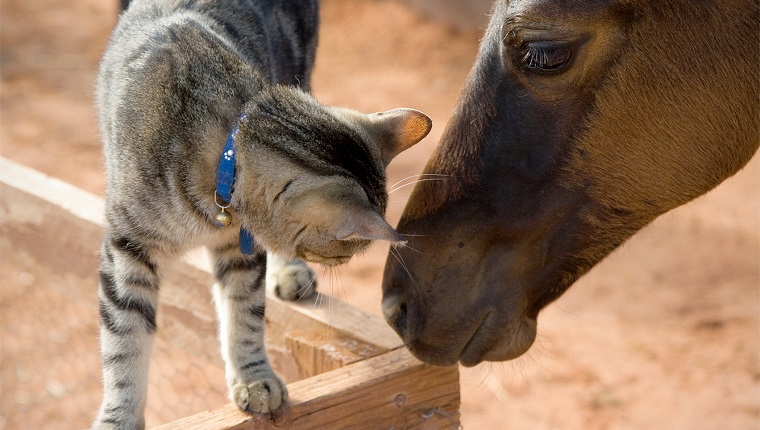 A foal and kitten touch noses.