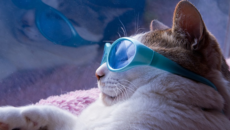 Cats sunglasses in summer