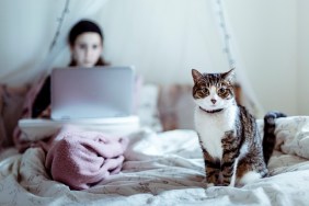 Tabby cat sitting on a bed with a girl looking at her cumputer