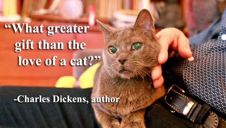 50 Famous Quotes About Cats - CatTime