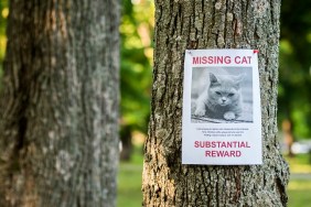 Banner with the announcement of the missing cat hanging on a tree in the park.
