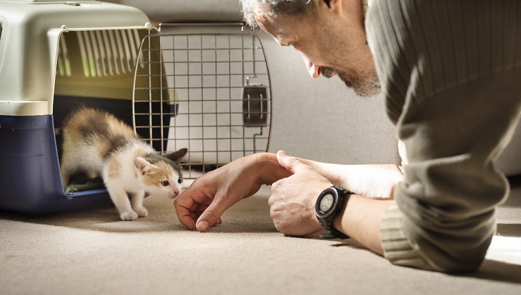 Adopted kitten taking his first steps out of a pet carrier to his new family and home