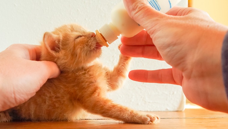Four-week-old orange tabby kitten bottle feeding