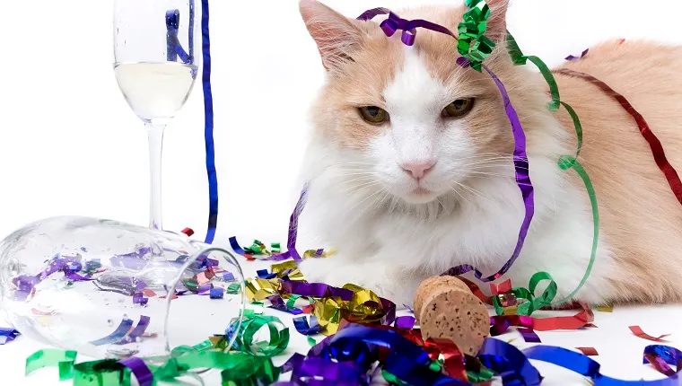 New Year's Eve is over and the only one left is the cat