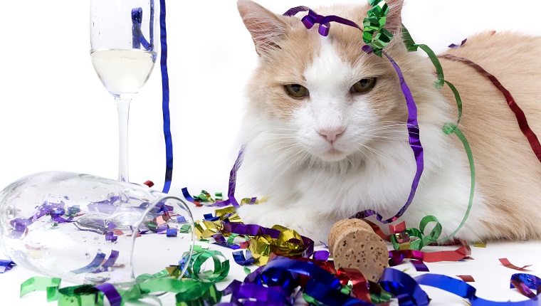 New Year's Eve is over and the only one left is the cat