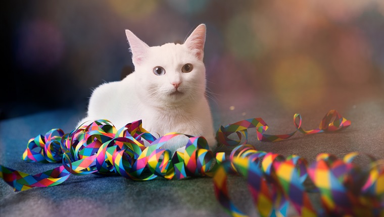 white cat sitting beside colorful paper streamer, front view