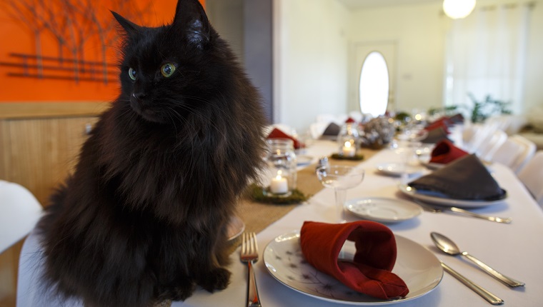 A black cat sits on top of a holiday dinner table.