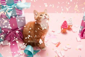 Kitten with confetti and gifts