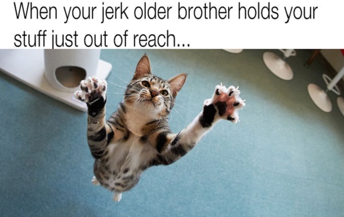 12 Cat Memes That Will Put a Big Smile on Your Face