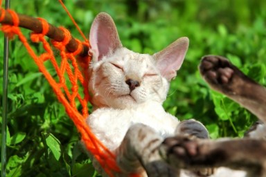 white cat relax on orange hammock