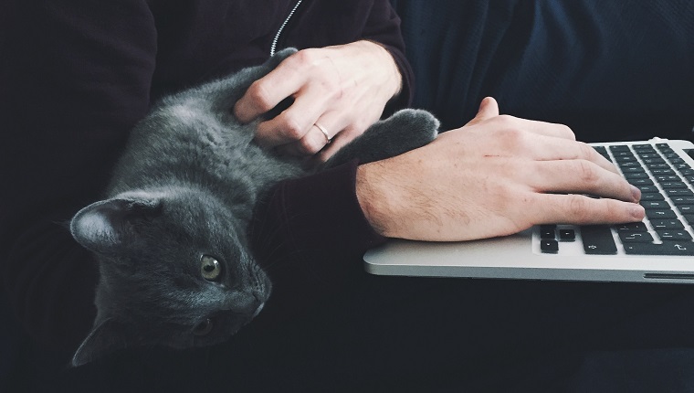 Close-Up Of Cat Lying On Man Working On Laptop