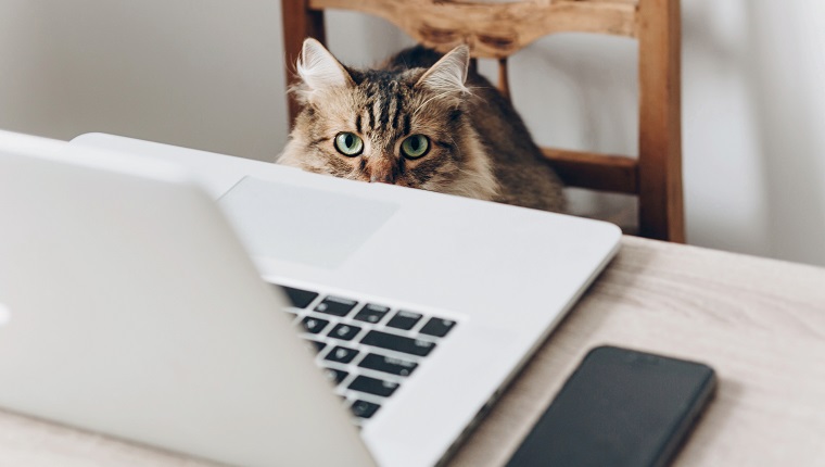 cute cat sitting on wooden chair at table with laptop. working home and freelance concept. Maine Coon in stylish office or home workplace. funny bussines and work situation